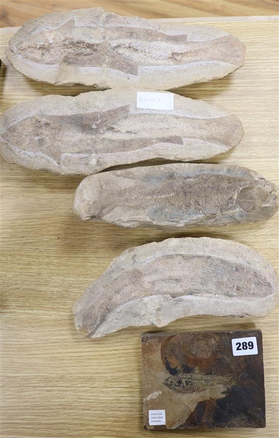 Three large Eocene period fossilised fish (one in two parts) and a smaller one